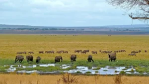 Die Silale Swamps – eine versteckte Oase