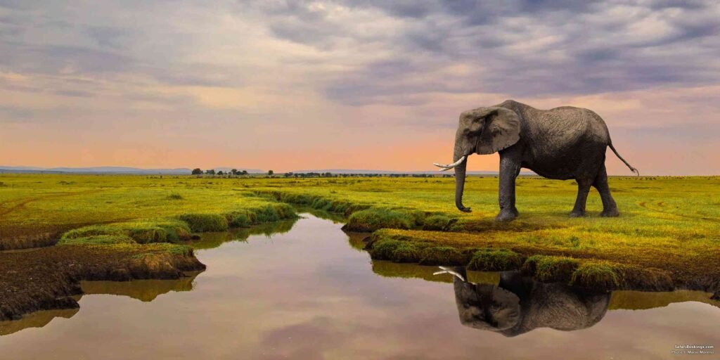 Elefant in Tansania nutzt seinen Rüssel zum Trinken – Elefantenrüssel Funktionen und Anatomie erklärt