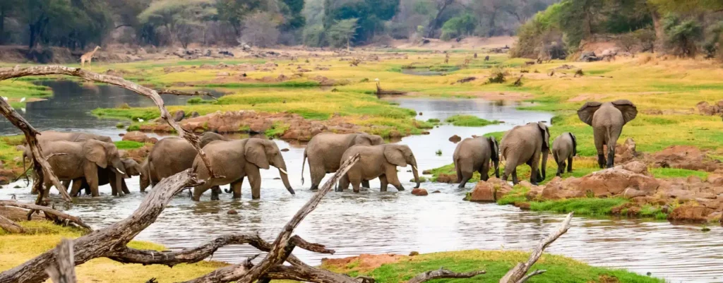 Große Elefantenherde im der Ruaha National Park am Flussufer – typische Elefanten im Süden Tansanias
