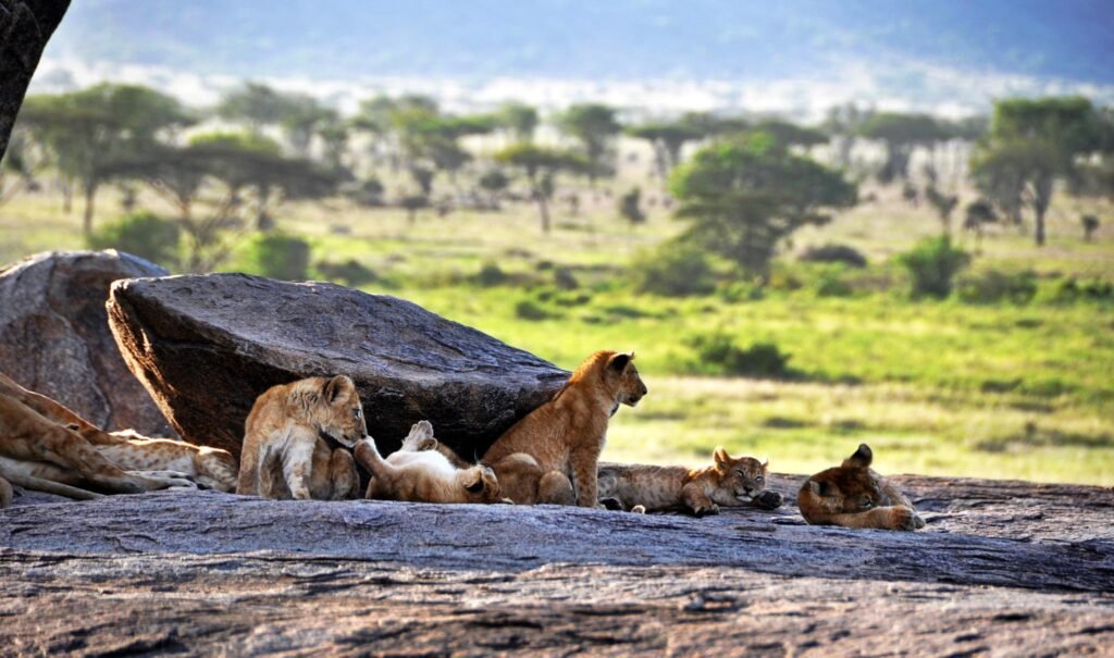 Kopjes Serengeti – majestätische Inselberge in der endlosen Graslandschaft des Serengeti National Park