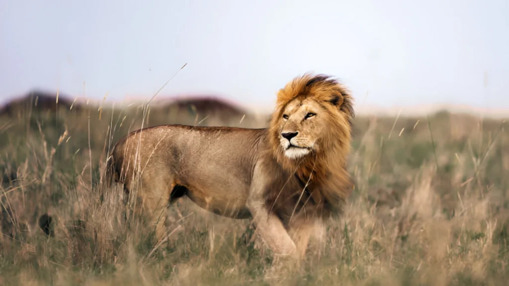 Safari Tansania 7 Tage