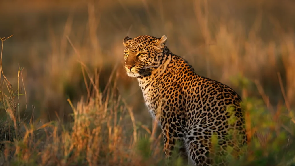 Ostafrikanischer Gepard in der Serengeti – Gepard Geschwindigkeit und Jagdverhalten