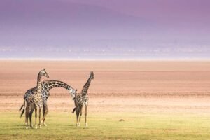 Pirschfahrten in Tansania – Safari Tansania Serengeti mit Safarifahrzeug bei einer Game Drive, Big Five Tansania Safari und einzigartigem Safari Erlebnis Tansania