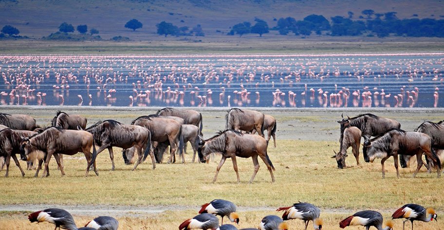 Tansania Landschaft mit Kilimandscharo, der höchsten Berg Afrikas, weiten Serengeti-Ebenen und dem Ngorongoro-Krater, Heimat der Tierwelt Tansanias mit Elefanten, Löwen, Zebras und Giraffen – perfekte Safari in Ostafrika.“