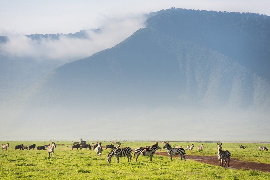 Tansania Safari im Jänner – Serengeti Kalbungszeit und Great Migration in Ndutu während der Safari im Januar