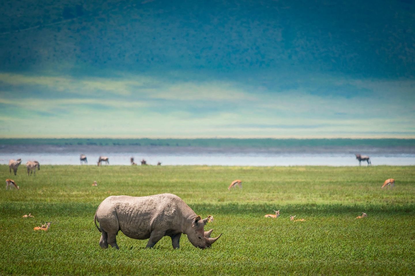 Ngorongoro Crater Safari in Ngorongoro Crater mit beeindruckender Tierwelt und Big Five – Safari Fotos aus dem Ngorongoro Krater in Tansania